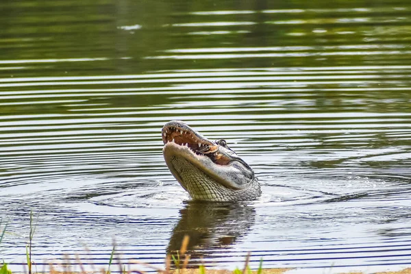 Alligator Florida Vangt Een Schildpad Eet Hem — Stockfoto