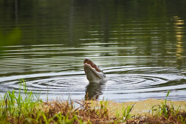 Alligator Florida Vangt Een Schildpad Eet Hem — Stockfoto