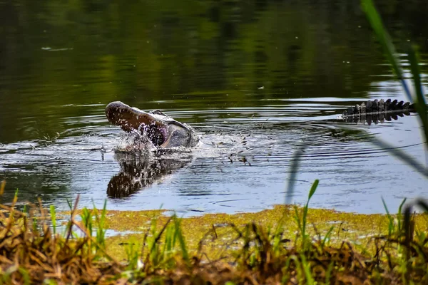 Alligatore Florida Cattura Una Tartaruga Mangia — Foto Stock