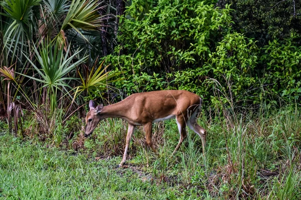 플로리다 공원에 암사슴 — 스톡 사진