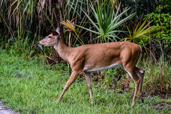 Ciervos Hembra Parque Florida — Foto de Stock