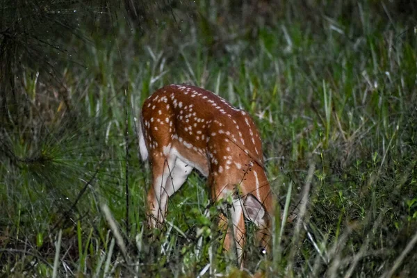 Whitetail Deer Fawns Het Bos Bij Zonsopgang — Stockfoto