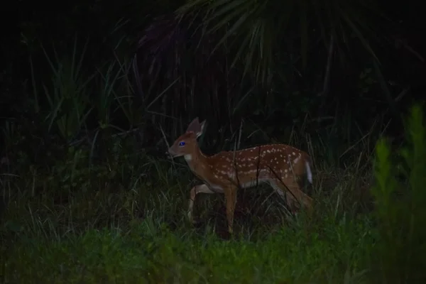 Whitetail Deer Fawns Floresta Nascer Sol — Fotografia de Stock