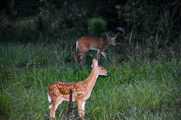 Whitetail Deer Fawns Het Bos Bij Zonsopgang — Stockfoto