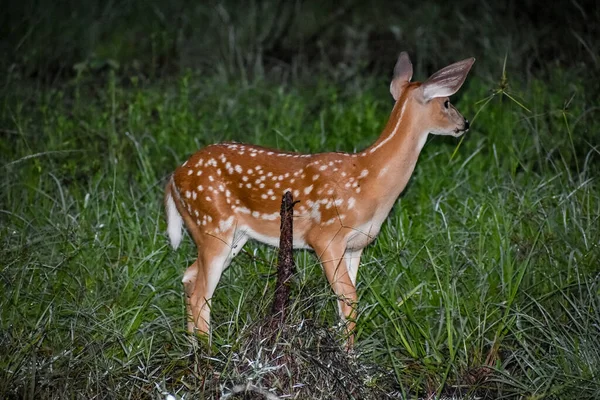 Fehérfarkú Szarvas Fawns Erdőben Napkeltekor — Stock Fotó