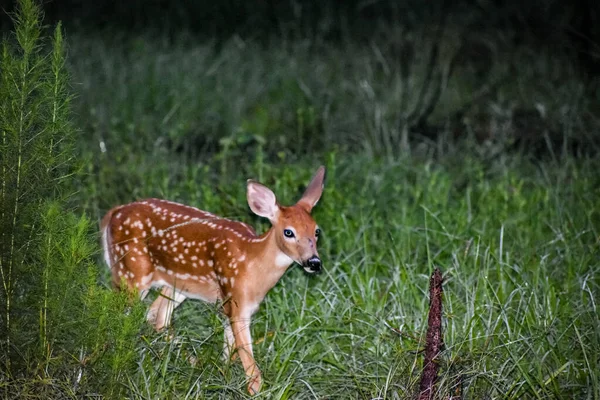 Whitetail Deer Fawns Het Bos Bij Zonsopgang — Stockfoto