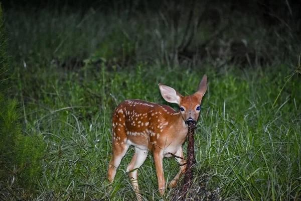 Whitetail Deer Fawns Het Bos Bij Zonsopgang — Stockfoto