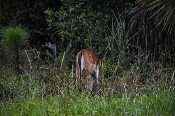 Whitetail Deer Fawns Лесу Рассвете — стоковое фото