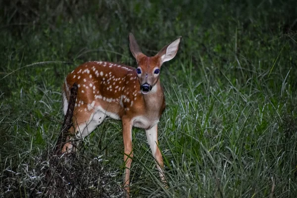 Whitetail Deer Fawns Лесу Рассвете — стоковое фото