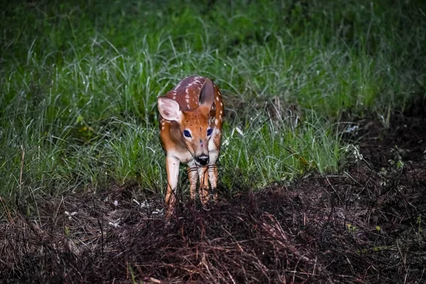 Cerf Virginie Faons Dans Les Bois Lever Soleil — Photo