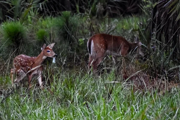 Whitetail Deer Fawns Лесу Рассвете — стоковое фото