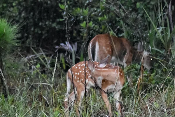 Whitetail Deer Fawns Het Bos Bij Zonsopgang — Stockfoto