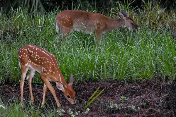 Whitetail Deer Fawns Het Bos Bij Zonsopgang — Stockfoto