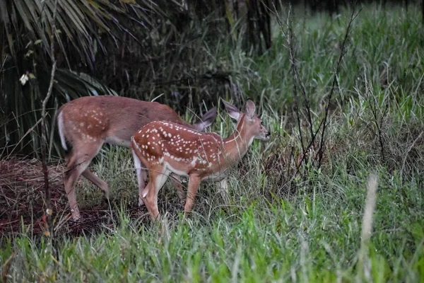Whitetail Deer Fawns Лесу Рассвете — стоковое фото