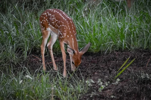 Deer Fawns Whitetail Lese Úsvitu — Stock fotografie