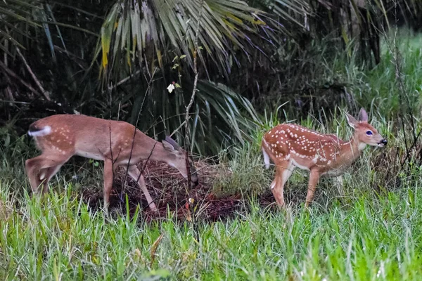 Whitetail Deer Fawns Het Bos Bij Zonsopgang — Stockfoto