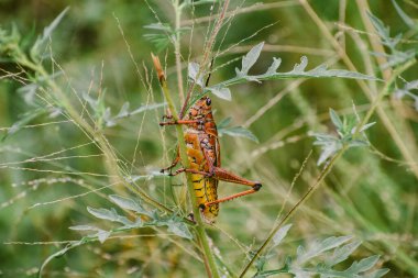 Turuncu lubber çekirgesi yağmurdan sonra bataklıkta çimlerin üzerinde