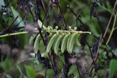 Crotalaria pallida, pürüzsüz çıngıraklı yılan, çıngıraklı yılan