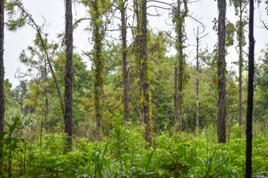 Jüpiter Florida, Loxahatchee Nehri Savaş Parkı