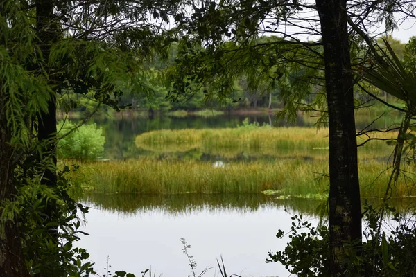 Giove Florida Loxahatchee River Battlefield Park — Foto Stock