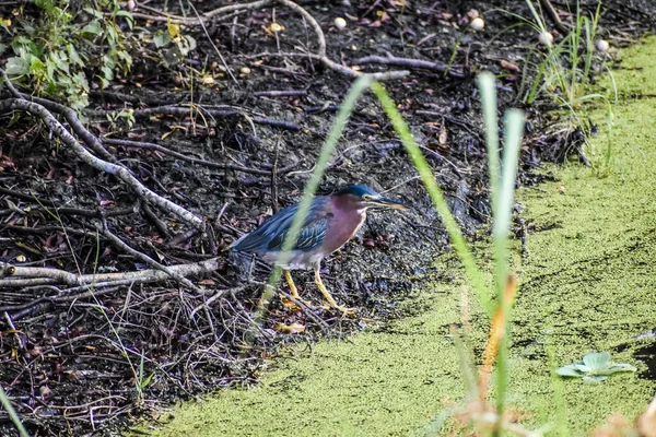 Garza Verde Pie Orilla Del Río — Foto de Stock