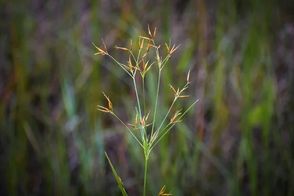 Horned Beakrush Aka Rhynchospora Corniculata Alabama Swamp — Fotografia de Stock