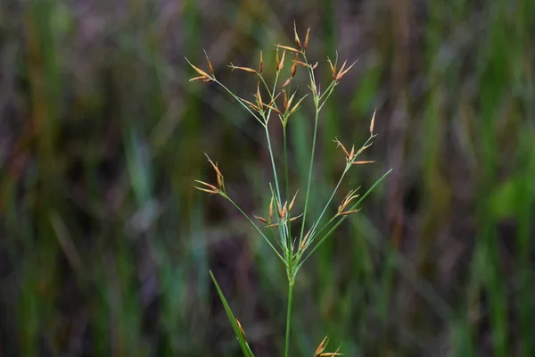 Rohatý Beakrush Alias Rhynchospora Corniculata Bažině Alabama — Stock fotografie