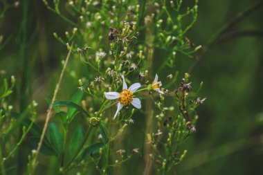 Uzun otların arasında vahşi bataklık çiçekleri