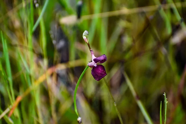 Lila Vadvirág Magas Fűben Más Néven Macroptilium Atropurpureum — Stock Fotó