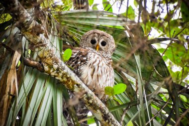 Loxahatchee Nehri Savaş Parkı, Jüpiter, Florida 'da engelli baykuş