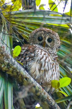 Ağaçtaki bir kartalın yakın plan görüntüsü