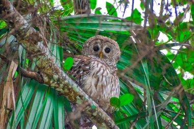 Doğal ortamında yeşil ve beyaz bir şahin.