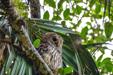 Loxahatchee Nehri Savaş Parkı, Jüpiter, Florida 'da engelli baykuş