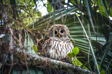 Loxahatchee Nehri Savaş Parkı, Jüpiter, Florida 'da engelli baykuş
