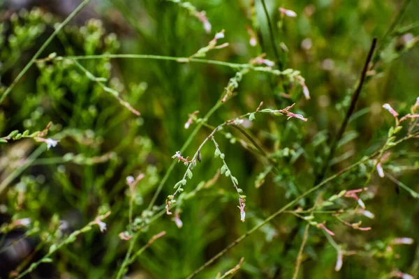 Pink Wildflower Grass Swamp — Stock Photo, Image