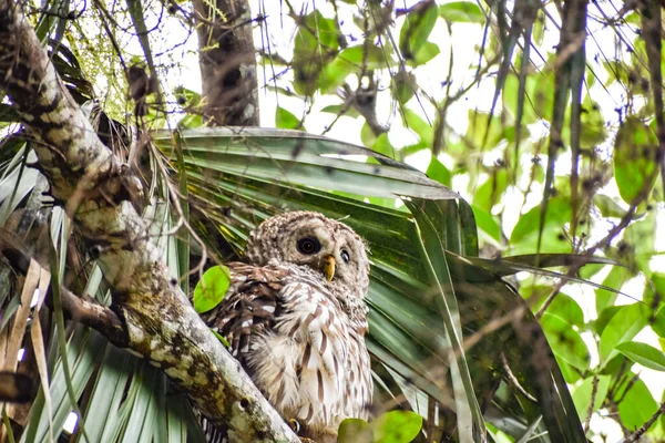 Uil Het Loxahatchee River Battlefield Park Jupiter Florida — Stockfoto