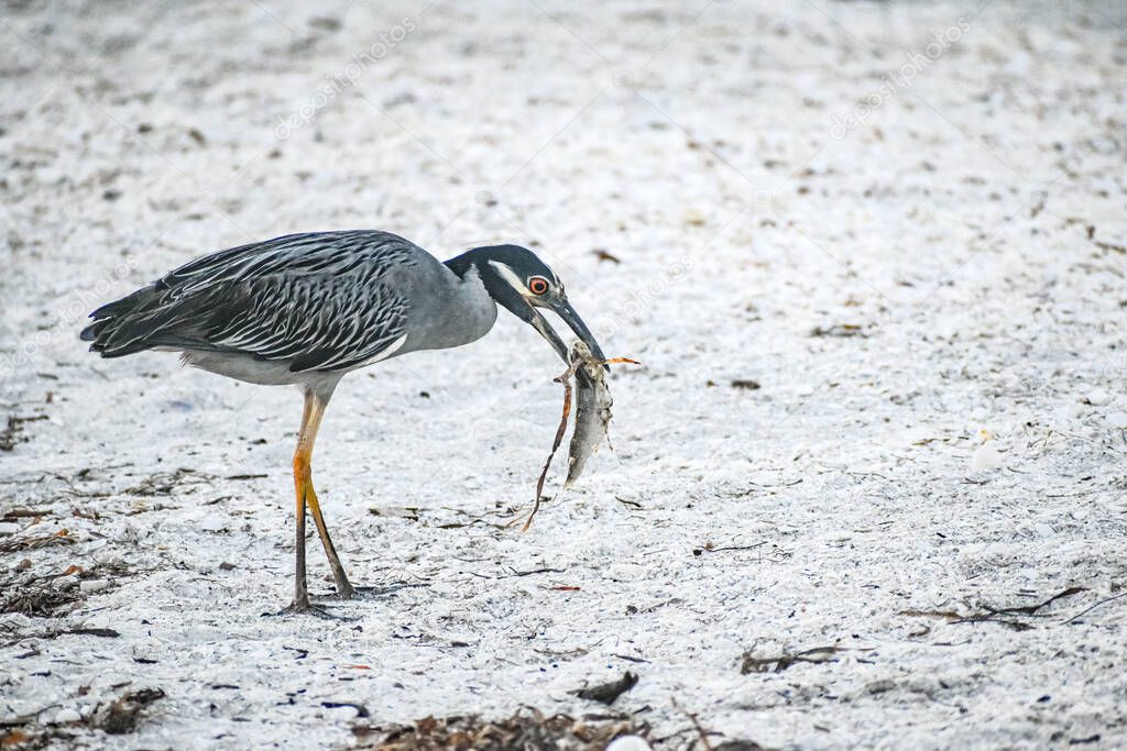 night heron eats a fish on the shore