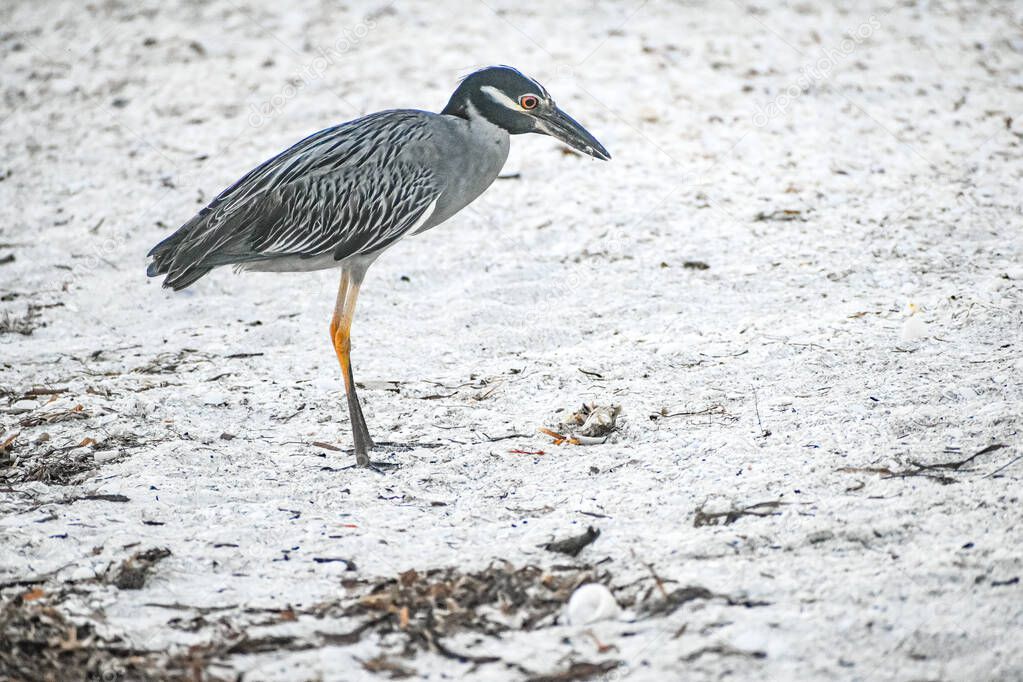 night heron eats a fish on the shore