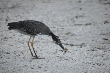 Gece balıkçıl sahilde balık yiyor.