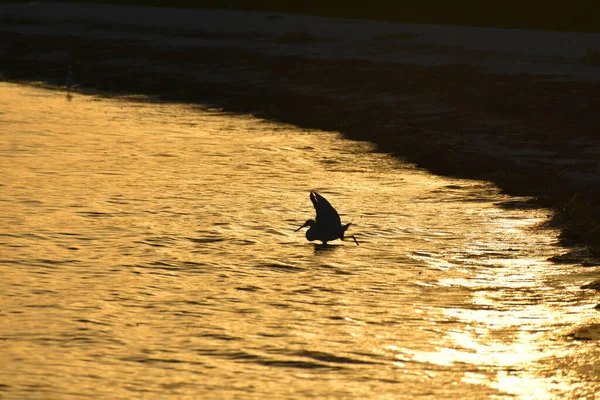 Sylwetka Ptaka Płytkim Oceanie Plaży Podczas Świecącego Pomarańczowego Zachodu Słońca — Zdjęcie stockowe