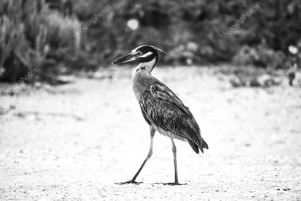 night heron eats a fish on the shore