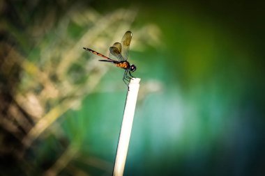 Bataklıkta yusufçuk.