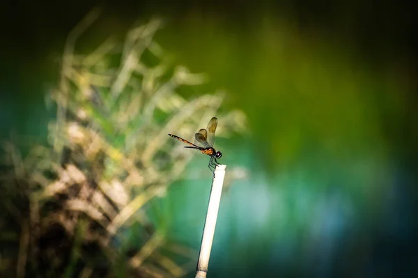 Libelle Auf Einem Stock Sumpf — Stockfoto