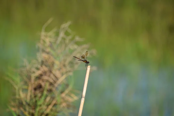 Libelle Een Stok Het Moeras — Stockfoto