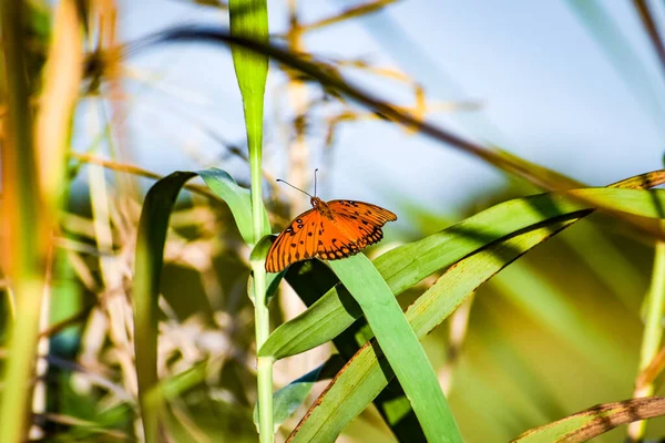 Mariposa Pasión Una Caña Pantano — Foto de Stock