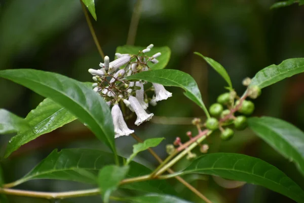 Stinkdier Wijnstok Vrij Delicate Bel Bloemen Aka Paederia Foetida — Stockfoto