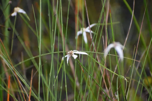 Bonito Pantano Blanco Flor Hierba — Foto de Stock