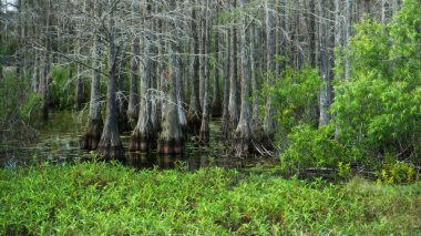Selvi ağaçları ve mavi gökyüzü olan bataklık arazisi.