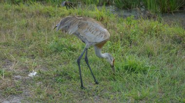 Antigone canadensis namı diğer Sandhill Turnaları bataklıkta birlikte yürüyorlar.