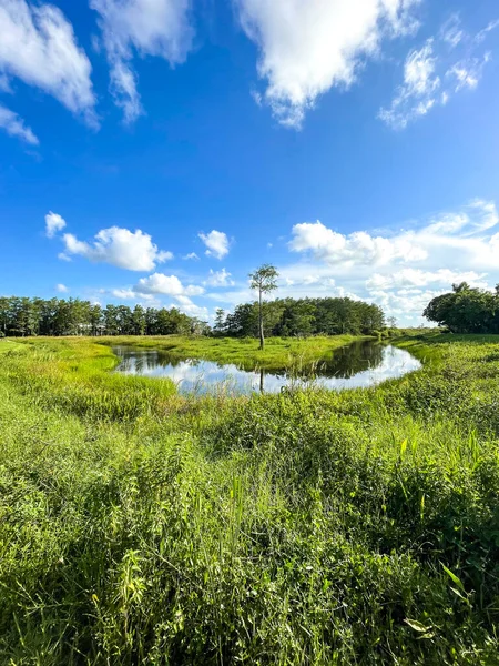 Palm Beach Gardens Sumpf Bayou Flusslandschaft — Stockfoto